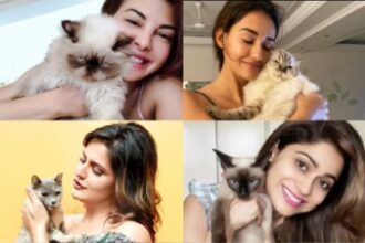 From Shamita Shetty to Alia Bhatt Bollywood celebs who adore cats