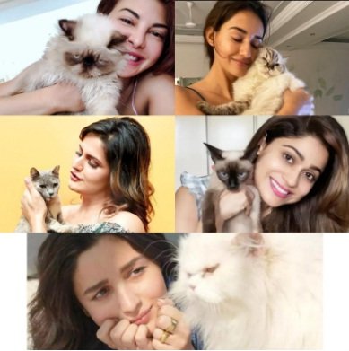 From Shamita Shetty to Alia Bhatt Bollywood celebs who adore cats