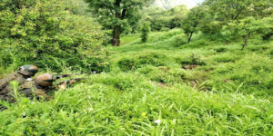 Poonch encounter