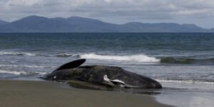 INDONESIA-ACEH-SPERM WHALE-DEAD