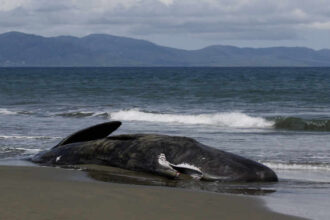 INDONESIA-ACEH-SPERM WHALE-DEAD
