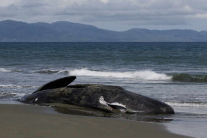 INDONESIA-ACEH-SPERM WHALE-DEAD