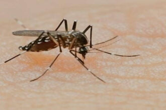 Dengue