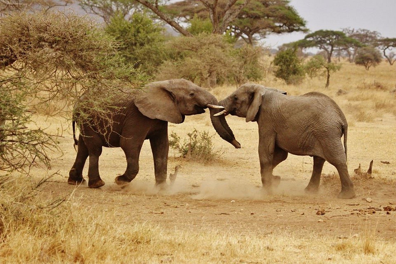 Elephant Babies