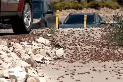 insect infestation
