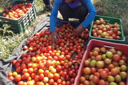 tomato