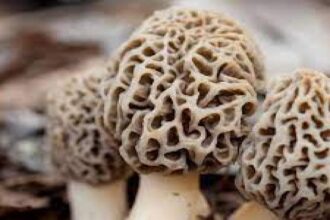 Morels, nature's finest fungi