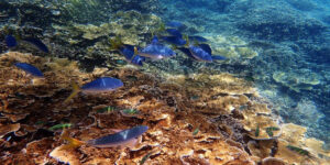 The Great Barrier Reef.