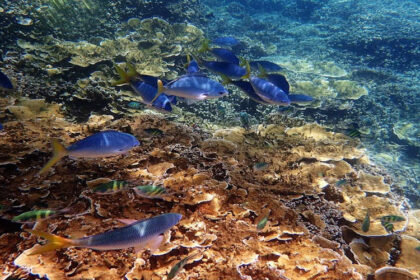 The Great Barrier Reef.