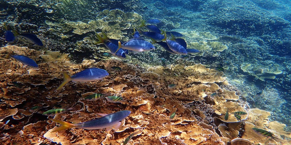 The Great Barrier Reef.