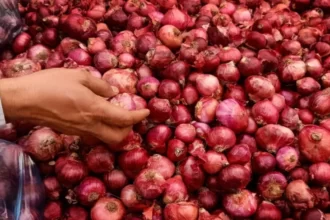 Onion